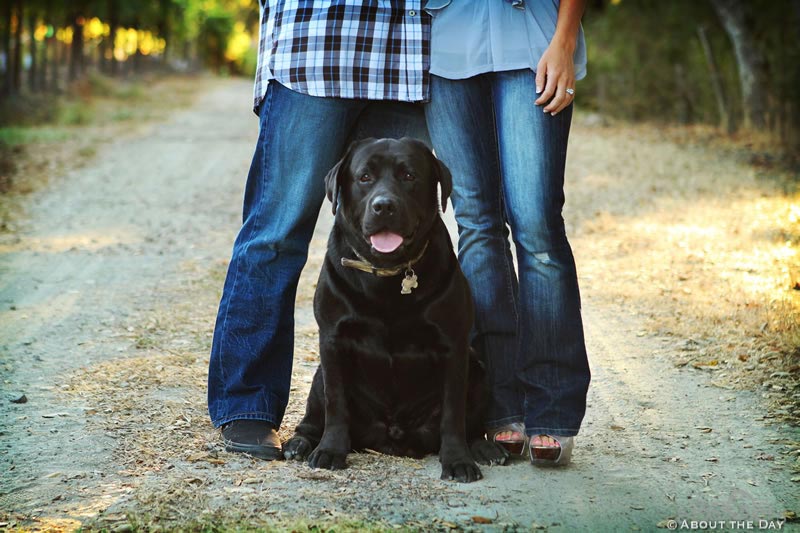 Engagement session in Santa Rosa, California