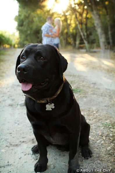 Engagement session in Santa Rosa, California