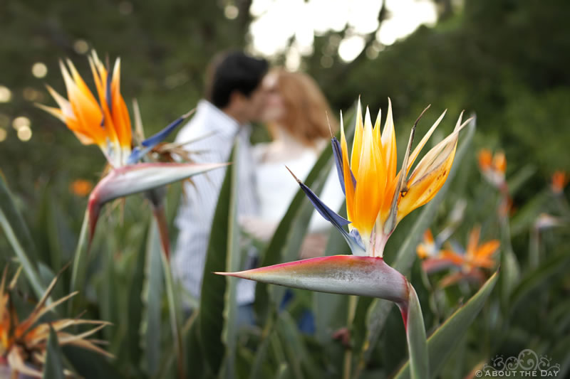 Engagement session in Newport Beach, California