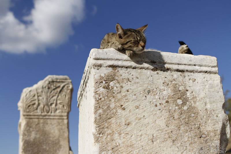 Cat sleeping in the ruins of Ephesus Turkey