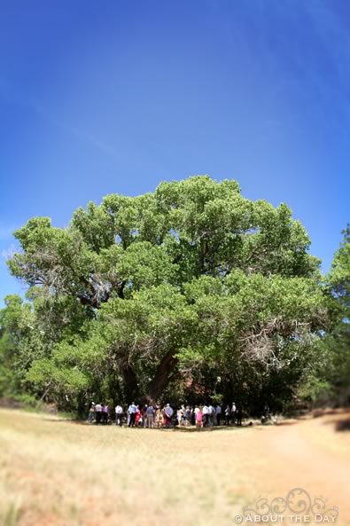 Wedding in Sedona, Arizona