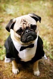 A wedding pug dressed in a tux