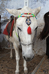 A mule waits for another rider in Thira, Santorini